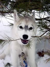 I hope that this is allowed.