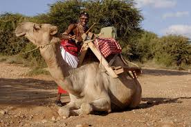 Ride) riding a camel who is obedient to his master in a dream means solving one's problem at the hand of a foreigner. Samburu Camel Trekking Best Kenya Safari Experiences Art Of Safari