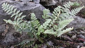 Image result for Cheilanthes inaequalis