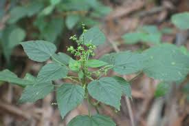 Image result for Acalypha racemosa