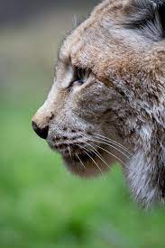 Lynx