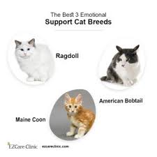Emotional pet support has created a top 10 list to help you make that choice for yourself! Emotional Support And A Regular Cat What S The Difference Ezcare Clinic