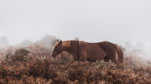 Wallpaper 4k Wild Horse 4k 4k Wallpapers Animals Wallpapers Hd Wallpapers Horse Wallpapers We have a massive amount of hd images that will make your computer or smartphone look absolutely fresh. wallpaper 4k wild horse 4k 4k