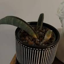 Image result for Sansevieria hallii
