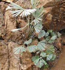 Image result for Actiniopteris radiata