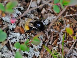 Image result for Bombus polaris