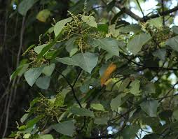 Image result for Macaranga capensis