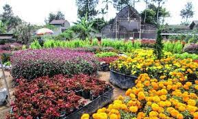 Taman ini menyajikan berbagai keindahan warna warni bunga, sangat cocok untuk relexsasi, dan juga banyak permainan. Harga Tiket Masuk Taman Rekreasi Wiladatika Cibubur Depok Lokasi Alamat Penginapan Di Sekitar Wisata Jam Buka Tutup Jejakpiknik Com