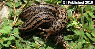 Remember, people are also able to pick some of these up so strict hand hygiene after pet play or gardening is always advised! The Double Life Of The Slimy Acrobatic Leopard Slug The New York Times
