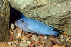 mbuna cichlids