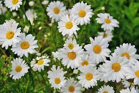 Check spelling or type a new query. Shasta Daisies Planting Growing And Caring For Daisy Flowers The Old Farmer S Almanac