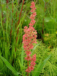 Image result for Rumex ruwenzoriensis