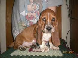 Because of this situation, the quality of. Basset Hound Puppies In Michigan