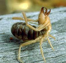These arachnids became infamous after the gulf war. Windscorpions Sunspiders Of Colorado 5 589 Extension