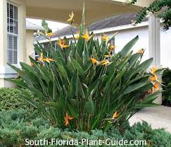 Florida flowering shrubs for sun. Medium Height Shrubs