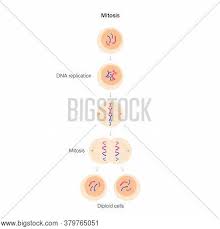 Make sure this fits by entering your model number. Mitosis Cell Division Vector Photo Free Trial Bigstock
