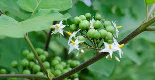 They also help lower blood pressure, keep . Turkey Berry Benefits And Side Effects