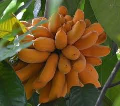 Image result for Uvaria edulis