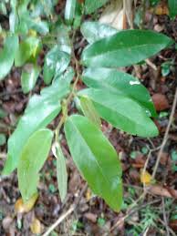 Image result for Monanthotaxis afra