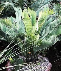 Image result for Encephalartos umbeluziensis