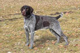Wirehaired pointing griffon puppies for sale 2020 uk. Korthals Griffon Dogs And Puppies For Sale In The Uk Pets4homes