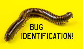 The etching of insects in the basement will protect the occupants and prevent the spread of life throughout the building. Bug Identification Guide To Common Insects With Photos Owlcation
