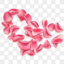 Pink Rose Petals Falling And Flying Rose Petal Falling Png Transparent Clipart Image And Psd File For Free Download Rose Petals Falling Pink Roses Background Rose Petals