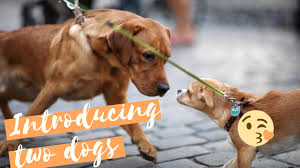 How long does it take the water a puppy drinks to reach his bladder? How To Introduce A Puppy To A Dominant Dog Thedogtrainingsecret Com Thedogtrainingsecret Com