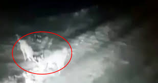 Ardahan Da Ciftlige Inen Kurt Surusu Kangallarin Hismina Ugradi Ardahan Yorumlari