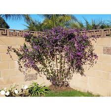 Image result for Hardenbergia