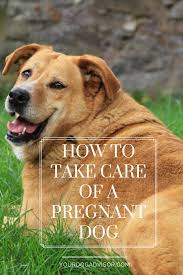 So You Ve Confirmed That Your Dog Is Pregnant And Now Your Watch Has Begun Sure Sometimes It Can Be Confusing And Stressful Espec Pregnant Dog Dog Facts Dogs