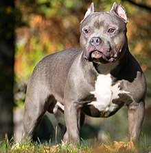Bolt is a 140lb xxl bluenose pitbull & is the perfect dog, built for families. American Bully Wikipedia