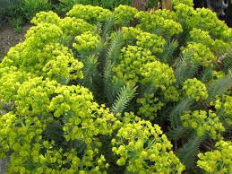 Image result for Euphorbia persistentifolia