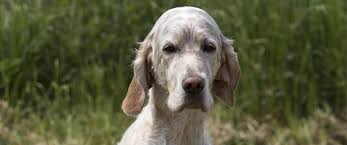 English setters make great companions for hunters or families with children. English Setter Breeds A To Z The Kennel Club