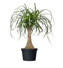 Easy to care for indoor plants (248). 6 Tips For Picking The Best Indoor Plants For Condo And Apartment Living