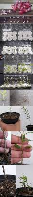 Growing Pomegranate Bonsai From Seed Diy Fairy Gardens Propagating Plants Plants Bonsai