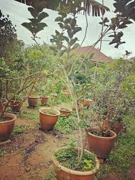 Anak pisang sesuai diasingkan dan ditanam pada jarak 1.5m di antara pokok dan 3.0m di antara barisan. My Mix Garden Persimmon Pisang Kaki