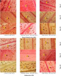 Image result for Fimbristylis complanata