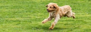 goldendoodle daily exercise needs walks and what to expect