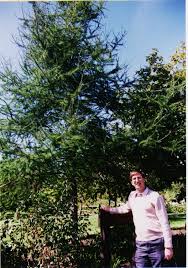 Image result for larch tree