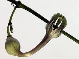 Image result for Ceropegia speciosa