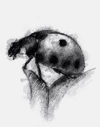 Black And White Ladybug Drawing Ladybug Ladybird Drawing Sketchbook Challenge Sketch A Day