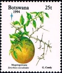 Image result for Strychnos cocculoides