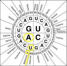 268 chapter 8 molecular biology of transcription and rna processing. Chapter 8 From Dna To Protein Welcome Amino Acids Protein Synthesis Genetics