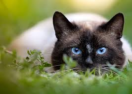 Siamese cats are among the it's a common behavioral trait for siamese to follow their pet parents all over the place without any siamese cats are fascinated with heights and won't shy away from climbing on every single piece of. 10 Reasons To Not Buy A Siamese Cat Pets Kb