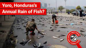 FACT CHECK: Does Image Show Annual Rain of Fish Event in Yoro, Honduras? -  YouTube