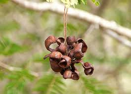 Image result for Dichrostachys