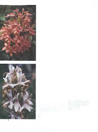 Image result for Ruspolia australis