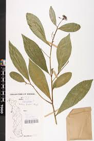 Image result for Peddiea fischeri