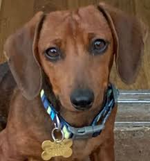 A community for images, videos, discussions, artwork, and everything dachshund related. Southern California Dachshund Relief Inc Dachshund Rescue California